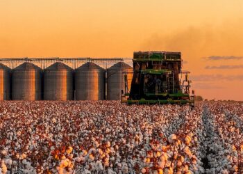 Piauí conquista o 3º lugar no ranking nacional de área plantada de algodão