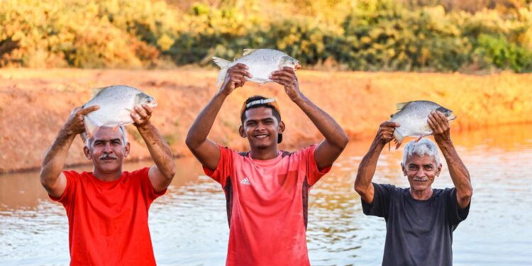 Semana Santa impulsiona produção de peixes no Piauí e amplia renda de agricultores familiares