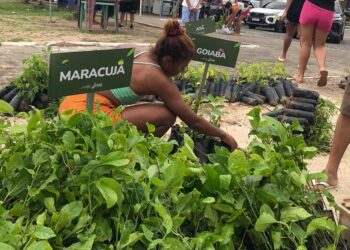 Proverde nos Bairros: Semarh distribui 15 mil mudas no Saci no domingo (19) e fortalece política ambiental em Teresina