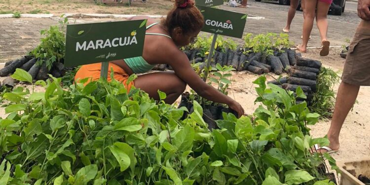 Proverde nos Bairros: Semarh distribui 15 mil mudas no Saci no domingo (19) e fortalece política ambiental em Teresina