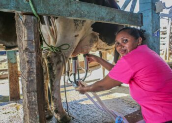 Governo lança hoje (17) expansão do programa de aquisição de leite no sul do Piauí