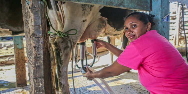 Governo lança hoje (17) expansão do programa de aquisição de leite no sul do Piauí