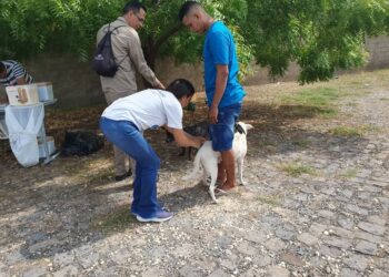 FMS divulga postos de vacinação antirrábica para etapa urbana nas zonas Norte e Leste no sábado (9)