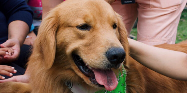 Animais como aliados: terapia com cães e cavalos abre novos caminhos no tratamento do autismo