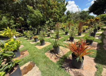 Viveiro de Plantas da Zona Leste de Teresina disponibiliza mudas gratuitas para a população