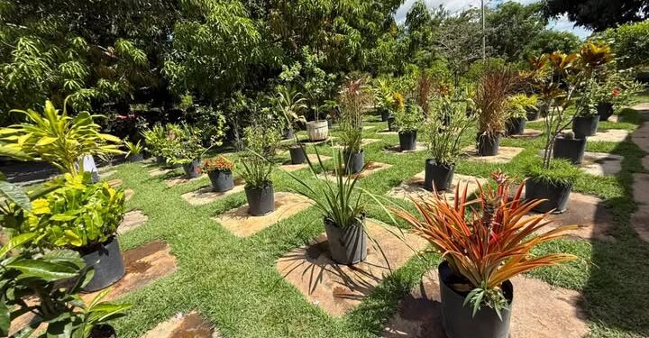 Viveiro de Plantas da Zona Leste de Teresina disponibiliza mudas gratuitas para a população